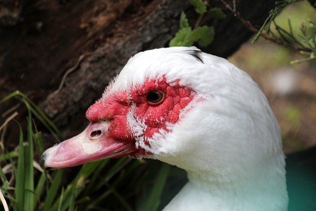 成功将曼城 成功将曼城